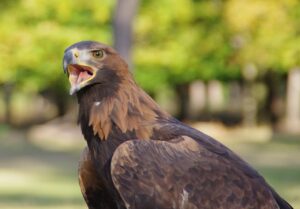 5 strongest birds alive in the planet