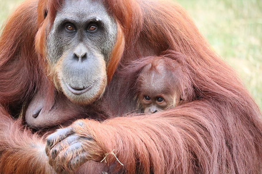 Science on chimps and orangutans resemblance to human being