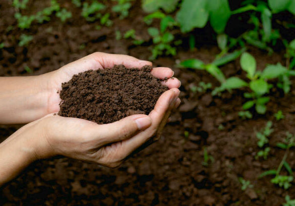 Soil Health and Human Health