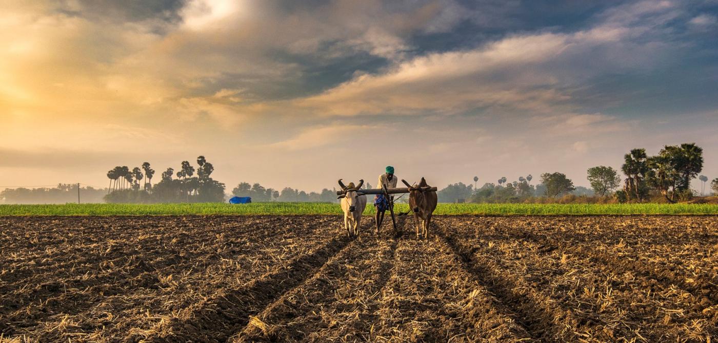 High-Yield Crops for Year-Round Harvesting in India