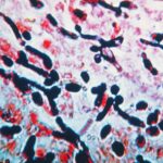 Mitochondrial Velocity: Fix Your Afternoon Energy Crash (2026)