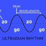 The 10-Minute Reset: Mastering Ultradian Rhythms for Focus (2026)